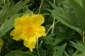 Tibetan tree peony Paeonia lutea var ludlowii golden-yellow flower